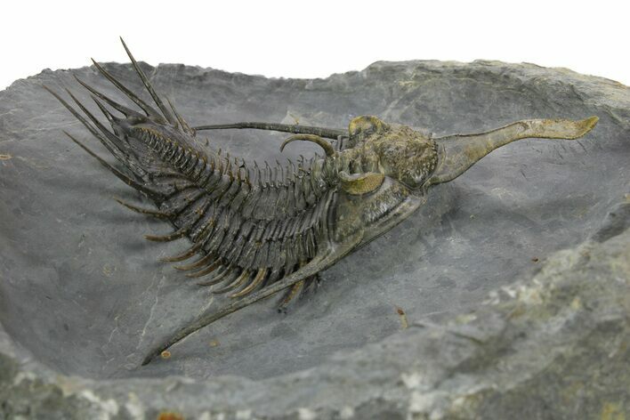 Spiny Psychopyge Trilobite - Top Quality Specimen #363026